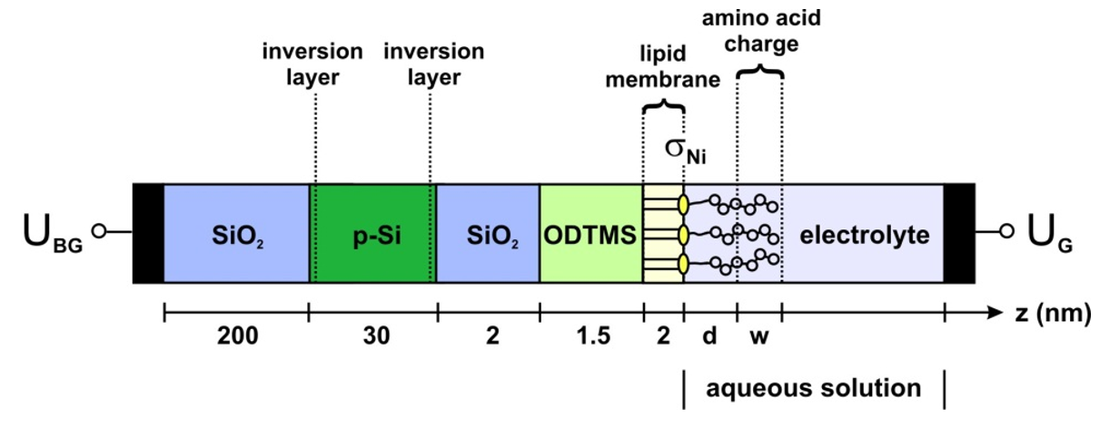 Bio sensor